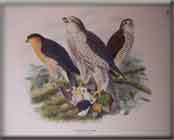 EAGLE (SPARROW HAWK)