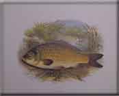 FISH (CARP)