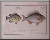 FISH (PERCA)