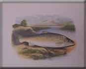 FISH (SALMON)