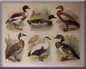 DUCK