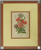 BEDDING  VERBENAS