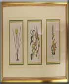 1.XYRIS  OPERCULATA,  2.ALSTROEMERIA  OVATA,  3.BOSSIAEA  HETEROPHYLLAS