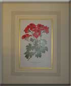 PELARGONIUM  GRANDIFLORUM