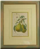 FRUIT  ( KOLOMES )