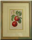 FRUIT (APLE )